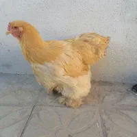 مرغ برهما اصیل