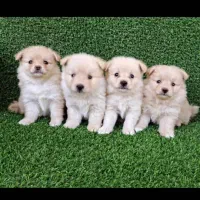 توله سگ های عروسکی خوشکل