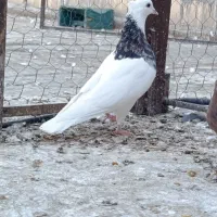 کبوتر گوره و غوره نر و طوقی|پرنده|وحدتیه, |دیوار