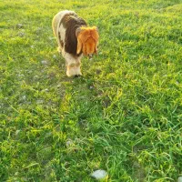 میش روزگاری|حیوانات مزرعه|مسجد سلیمان, |دیوار