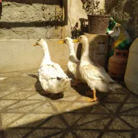 مرغابی|حیوانات مزرعه|شیراز, سعدیه شمالی|دیوار