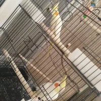 عروس هلندی .قناری