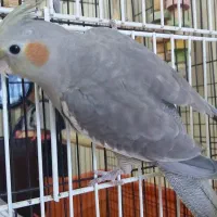 دو عدد عروس هلندی نر و ماده