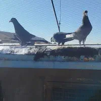 کبوتر سوراخ|پرنده|ماهان, |دیوار