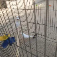 مرغ عشق سفید خالص|پرنده|بابلسر, |دیوار