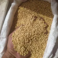 گندم آبی  آرد .وبذر .خوراک