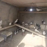 کبوترفروشی