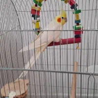 عروس هلندی لوتینو تاج بلند|پرنده|تهران, شهرک نفت|دیوار