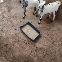 نری و گیسه خواهر برادرن