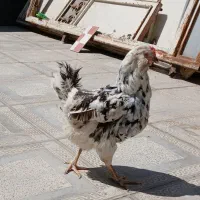 مرغ گلین