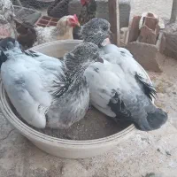 کله دم سبزهای کلکسیونی خون پاک هیجده دم