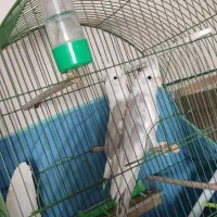 جفت مولد عروس هلندی آلبینو دوکت نسکافه ای|پرنده|خوی, |دیوار
