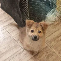 سگ پامر اشپیتز