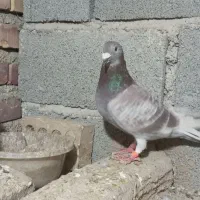 کبوتر قورگی ماده خارجی