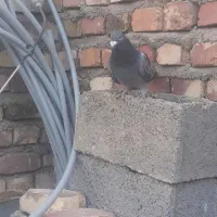 کبوتر مگس و مینا|پرنده|کرباسک, |دیوار