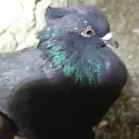 ۹تا کفتر|پرنده|شراء, |دیوار