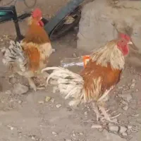 خروس معامله با مرغ محلی جوان حتی برای فروش کسی