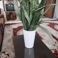 گل سانسورها طبیعی