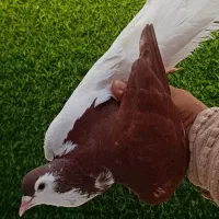 کفترسارهفترنگ‌کلاغ‌ ساده‌ هفترنگ عطیقه