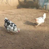 دوعدد مرغ گلین ریشو چهل تاج پنگوئنی