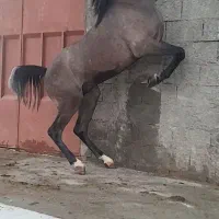اسب