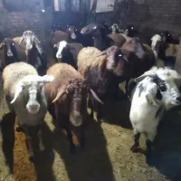 20راس‌گوسفندداشتی‌آبستن‌توافقی‌|حیوانات مزرعه|سراب, |دیوار