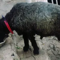 کوه نرمیشی بره قوچی