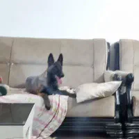 سگ ماده مالینویز اصلی نژاد دار رگ خونی اصیل