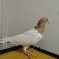 یک جفت کبوتر باشلی نروماده|پرنده|تبریز, |دیوار