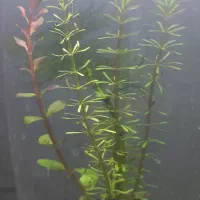 ماهی گوپی  ویژه تکثیر و مولد|ماهی|اهواز, فاز ۲ پادادشهر|دیوار