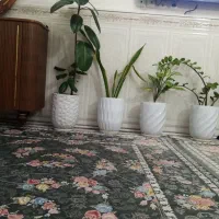 گل آپارتمان