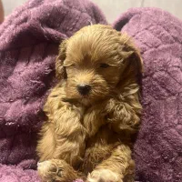 سگ توی پودل اصیل|سگ|تالش, تالش|دیوار