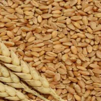 فروش گندم سیروان حدود 4تن