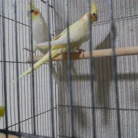 عروس هلندی مولد جفت و قفس موجود