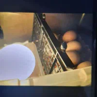 دستگاه جوجه کشی|لوازم جانبی حیوانات|نیشابور, هفده شهریور|دیوار