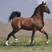 کره سالار۲|اسب و تجهیزات اسب‌سواری|شیراز, اصلاح‌نژاد|دیوار