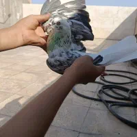 کبوتر پرشی