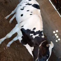 بره نر گوساله ماده هلشتاین