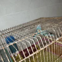 یک جفت مرغ عشق آبی|پرنده|کازرون, |دیوار