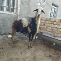 بره نر