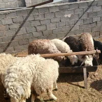 بره نر و ماده و میش|حیوانات مزرعه|آیسک, |دیوار