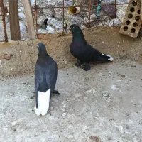 سلام یک جفت نرماده زاغ دمسفید