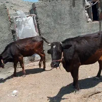 گاو و گوساله