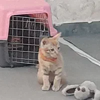 واگذاری  گربه دی اس اچ