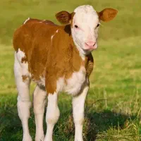 فروش انواع گوساله