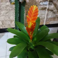 گل گازمانیا بزرگ و کوچیک