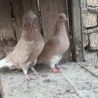 جفت زرد پرش بالا|پرنده|قم, بنیاد|دیوار