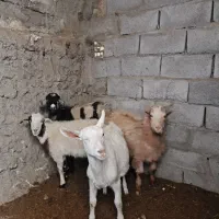 کره نره وماده