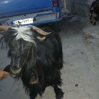 بزگله،داری، دوقلو حامله|حیوانات مزرعه|باغ ملک, |دیوار