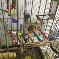 یک جفت کوتوله برزیلی مولد در حال آغل گرم کردن|پرنده|گلبهار, شهر جدید گلبهار|دیوار